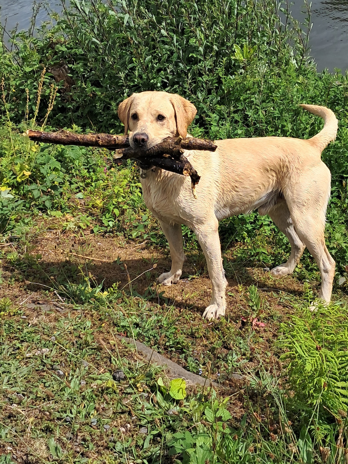 Labrador on a walk